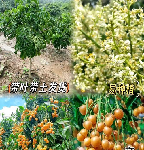 有果皮包被的植物叫什么植物？它们的分类和特性是什么？