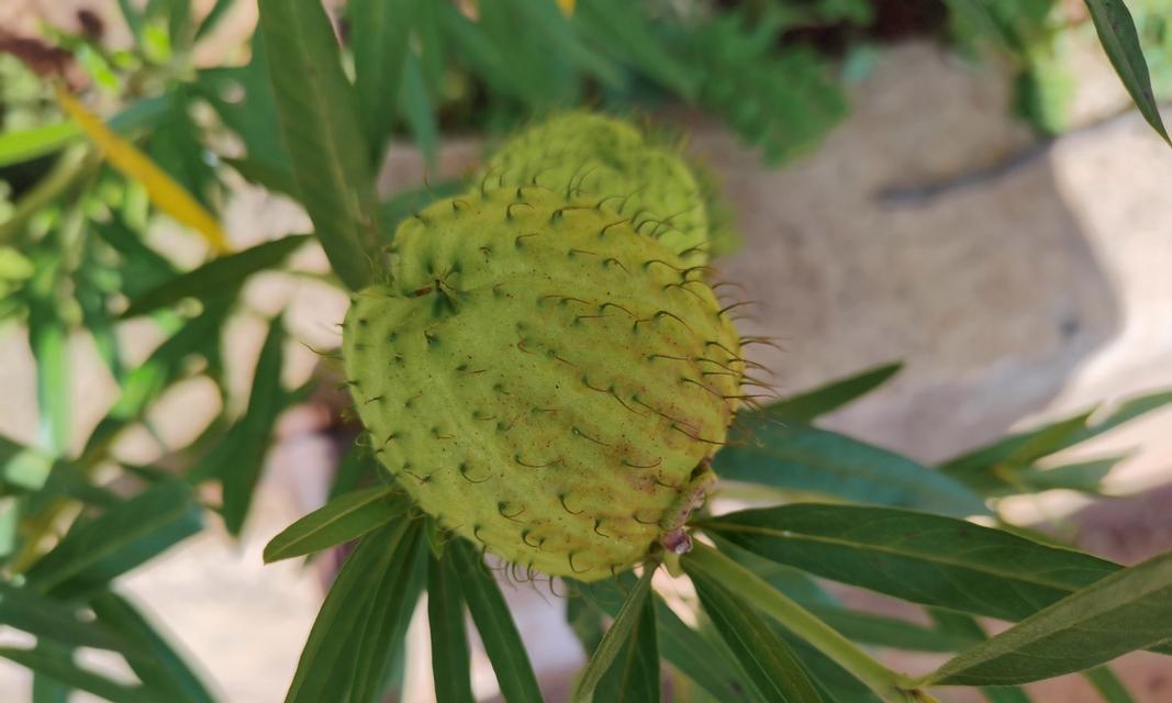 有果皮包被的植物叫什么植物？它们的分类和特性是什么？