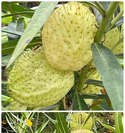 有果皮包被的植物叫什么植物？它们的分类和特性是什么？