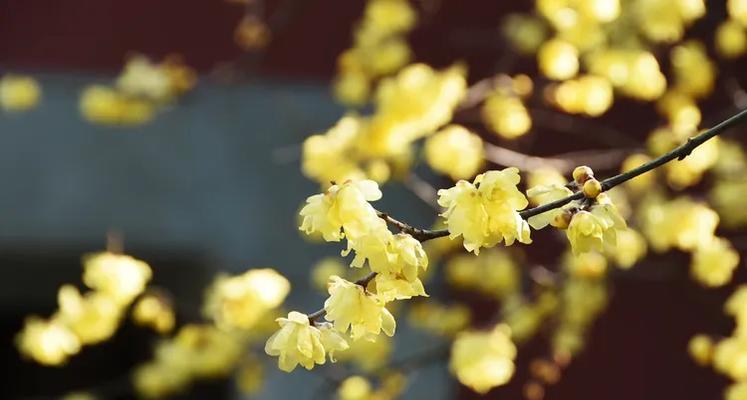 钱王祠种的花卉有哪些？有什么特点？