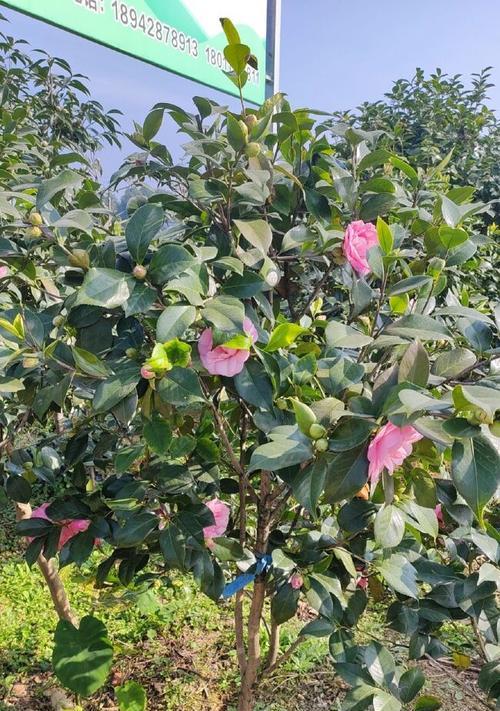 小苗大型植物有哪些品种？如何选择适合的品种？