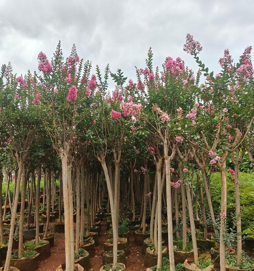 小苗大型植物有哪些品种？如何选择适合的品种？