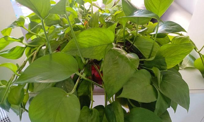 绿萝属于什么植物？绿萝在植物分类学中有哪些特性？