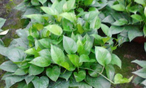 绿萝属于什么植物？绿萝在植物分类学中有哪些特性？
