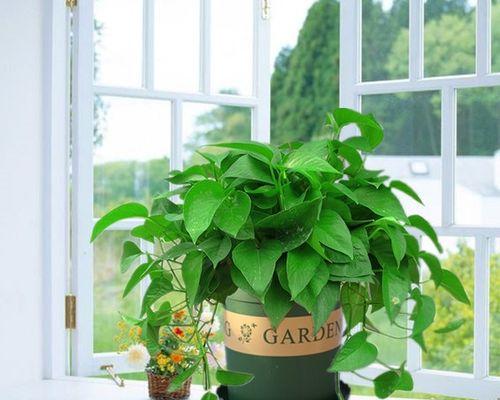 绿萝属于什么植物？绿萝在植物分类学中有哪些特性？