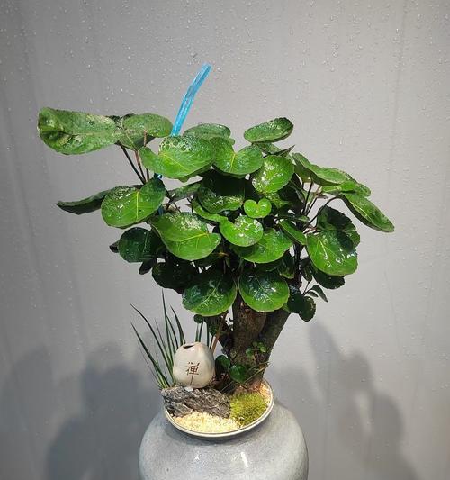 如何正确养植钱多多植物？