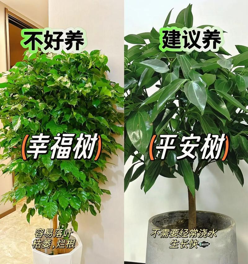 仿古风格的家居适合摆放哪些花卉？它们的特点是什么？