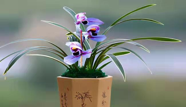 七堇花盆栽怎么养护？有哪些注意事项需要遵守？