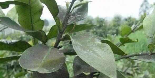 生活中常见的有害植物有哪些？如何识别和避免有害植物？