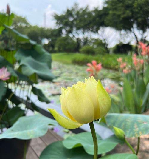 适合小溪边的花卉植物有哪些？如何选择适合小溪边环境的植物？