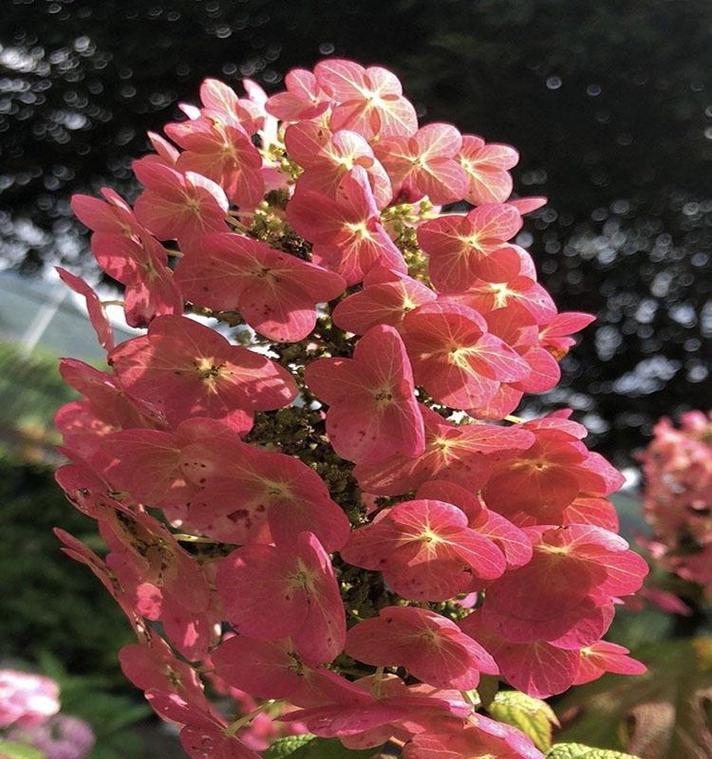 哪些灌木花卉能在冬季保持不落叶？它们的养护要点是什么？