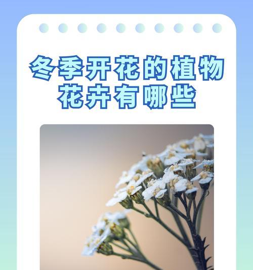 哪些灌木花卉能在冬季保持不落叶？它们的养护要点是什么？