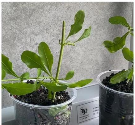 哪些植物适合剪枝扦插？扦插的正确步骤是什么？