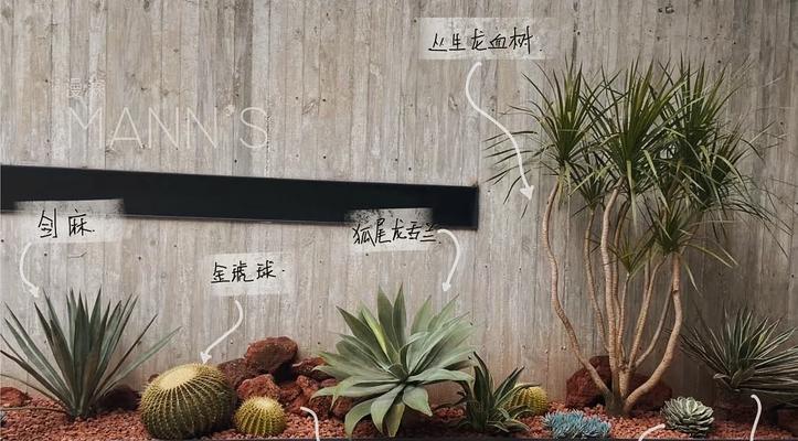 沙漠植物怎么造景？有哪些特别的造景技巧？