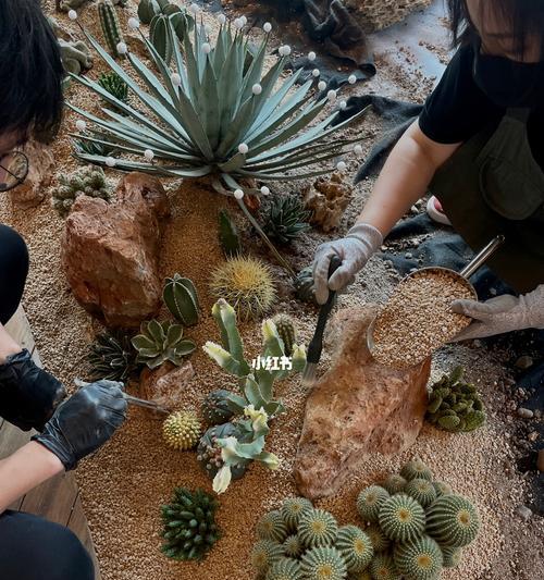 沙漠植物怎么造景？有哪些特别的造景技巧？