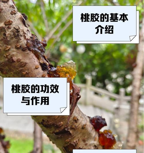 桃树嫁接后刀口流胶应如何处理？