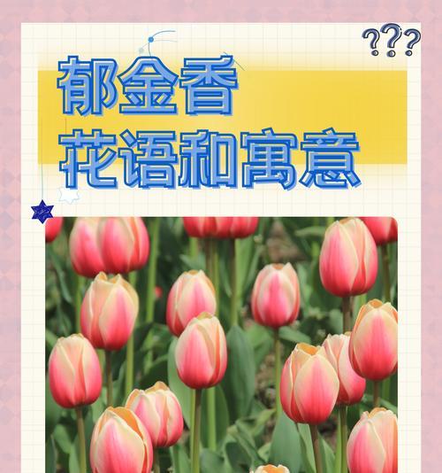爱情种什么植物？它们的象征意义是什么？