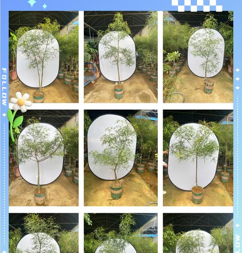爱情种什么植物？它们的象征意义是什么？