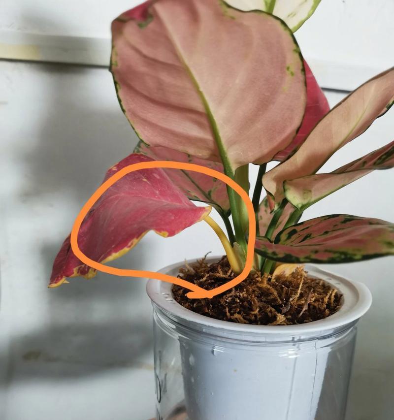室内红叶植物如何养护？怎样保持叶片鲜艳？