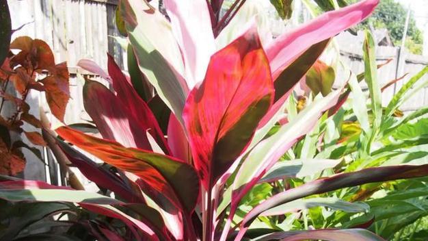 室内红叶植物如何养护？怎样保持叶片鲜艳？