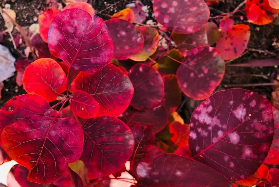 室内红叶植物如何养护？怎样保持叶片鲜艳？
