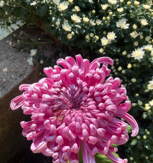 詹姆斯15代白色花卉指的是什么？这种花卉有何特点？