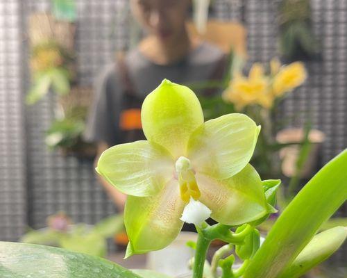 詹姆斯15代白色花卉指的是什么？这种花卉有何特点？