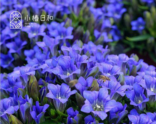 蓝色植物喜阴的植物有哪些？这些植物的养护环境要求是什么？