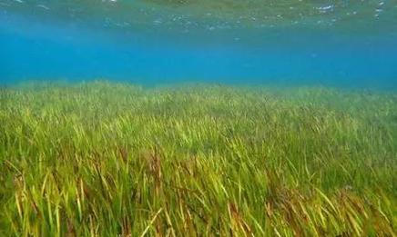 海里植物有哪些种类？它们的生存环境是怎样的？