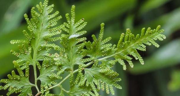 海里植物有哪些种类？它们的生存环境是怎样的？