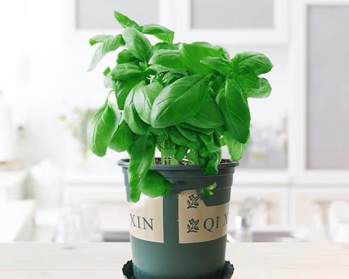 常见的香草植物有哪些？