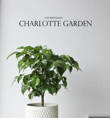 开花室内植物盆栽怎么养？如何保持室内植物持续开花？