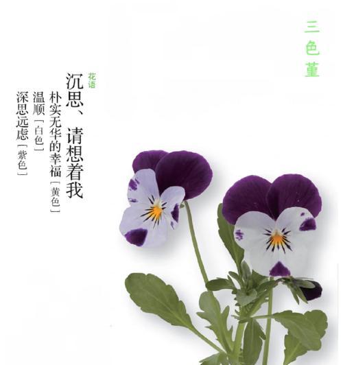 解梦花的花语有何深意?