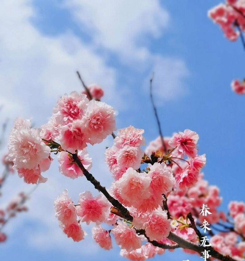 樱花的花语是什么象征？樱花在文化中有哪些含义？