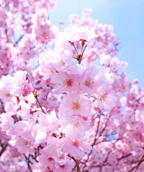 樱花的花语是什么象征？樱花在文化中有哪些含义？