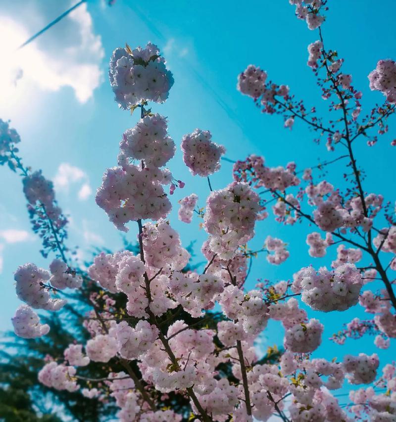 樱花的花语是什么象征？樱花在文化中有哪些含义？