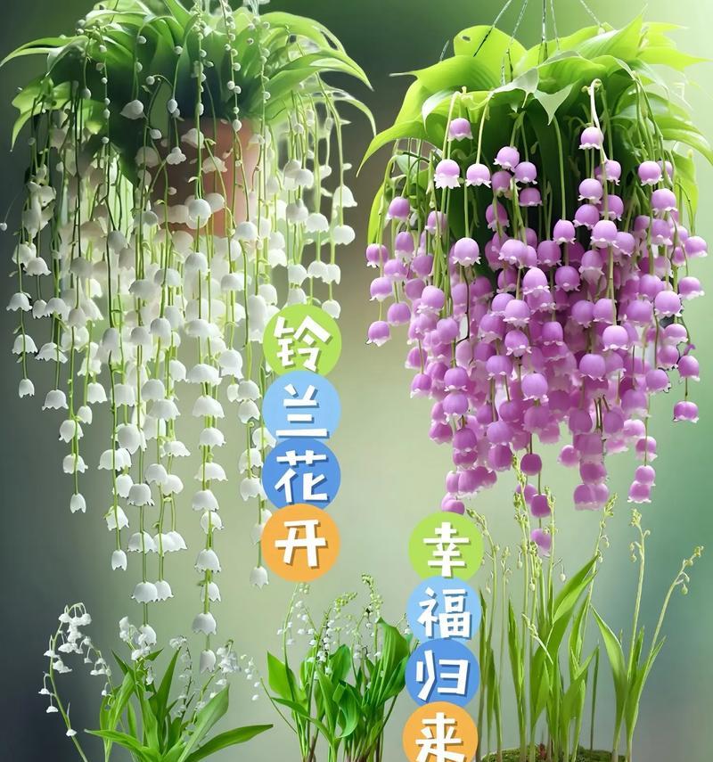 荷花铃兰花的花语及寓意有何特别之处？