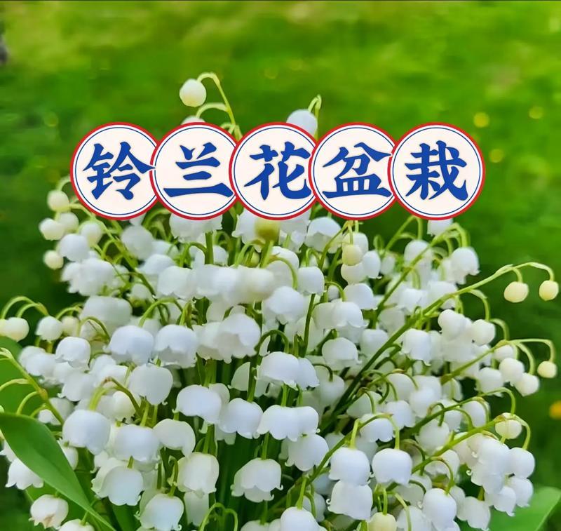 荷花铃兰花的花语及寓意有何特别之处？