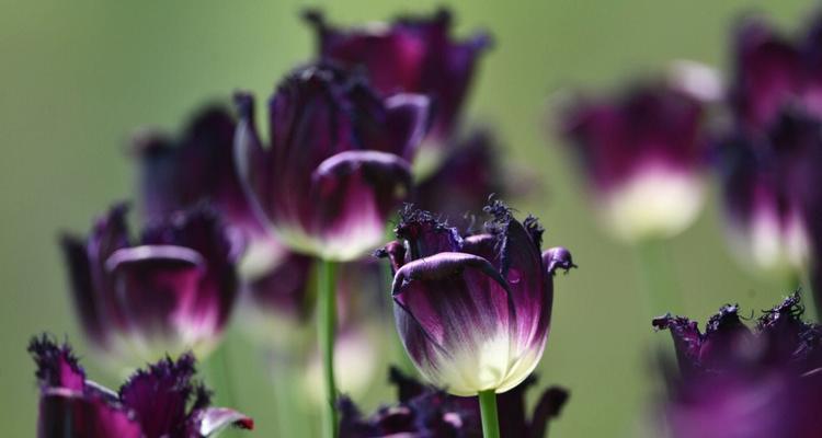 紫色郁金香花语是什么？紫色郁金香的寓意是什么？
