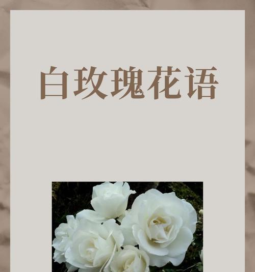 点燃的玫瑰花语有何深意？它传递了怎样的情感？