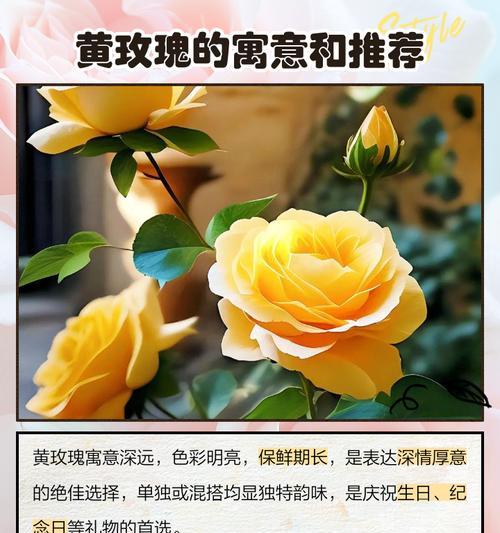 多种花束组合的花语和寓意是什么？