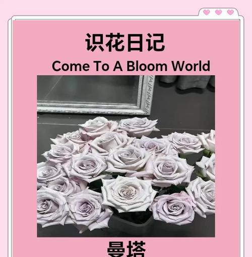 曼塔玫瑰两朵的花语有何不同？