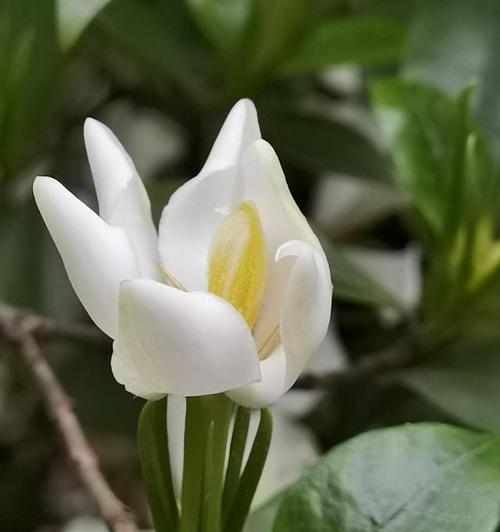 男人花语有哪些版本？花姐版的特别含义是什么？