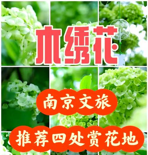 木绣球花的花语含义有哪些？