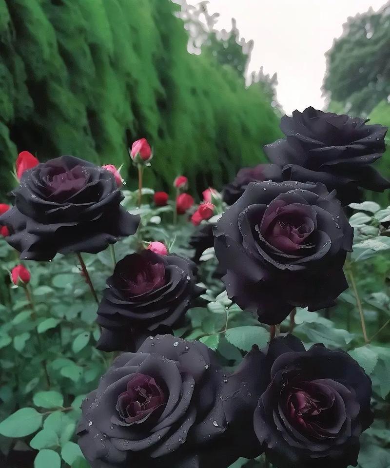 第一束玫瑰的花语代表什么？