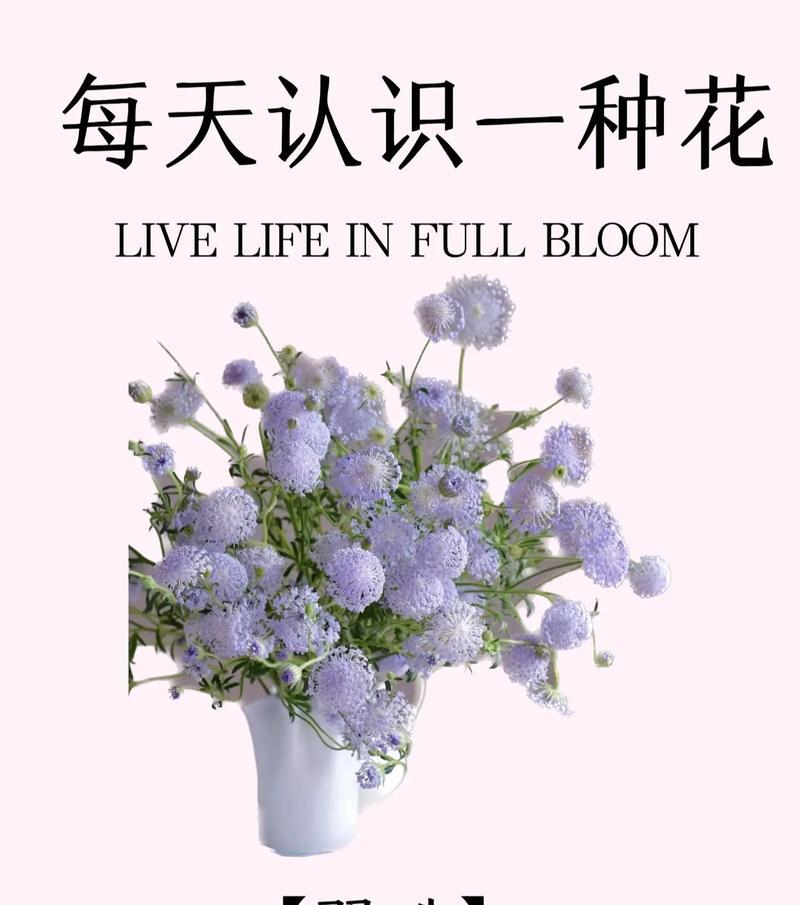 小罗谢谢你的花语有何含义？