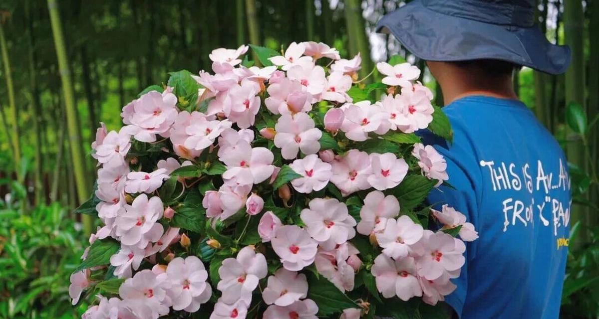 桑蓓斯凤仙花的花语有何深意？它在园艺中如何应用？