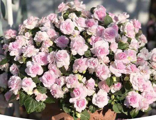 桑蓓斯凤仙花的花语有何深意？它在园艺中如何应用？