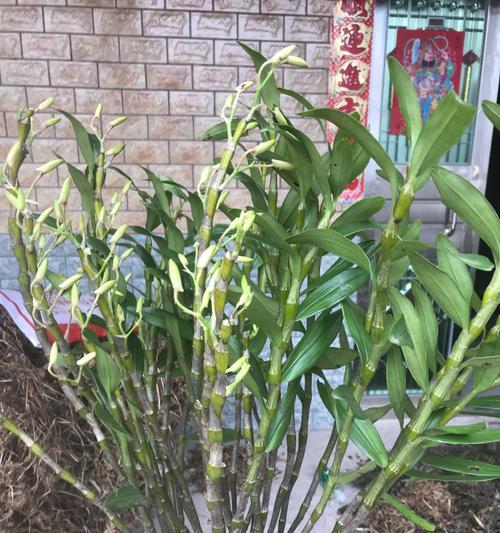 赤水金钗的花语是什么？赤水金钗象征着什么？