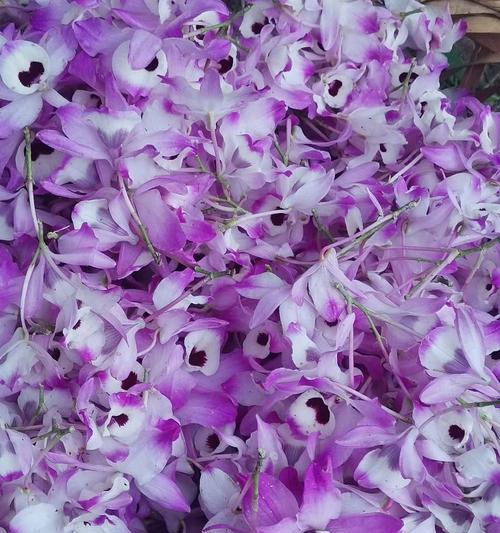 赤水金钗的花语是什么？赤水金钗象征着什么？